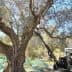 Tractor with an extended arm reaching up to harvest olives from a tree. - Olive Oil Times