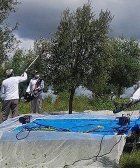 Workers using equipment to harvest olives from trees while standing on a blue tarp. - Olive Oil Times