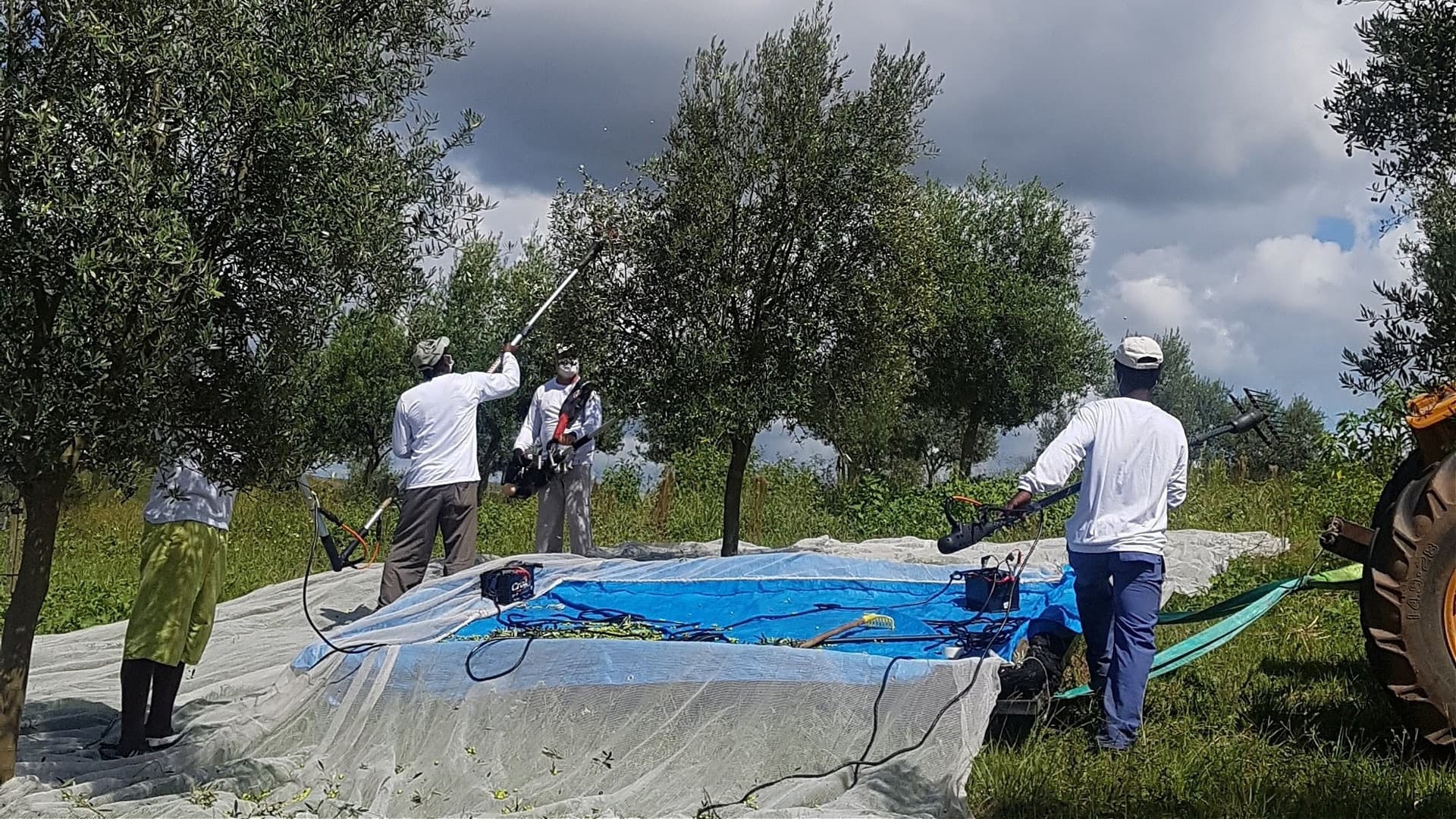 Workers using equipment to harvest olives from trees while standing on a blue tarp. - Olive Oil Times