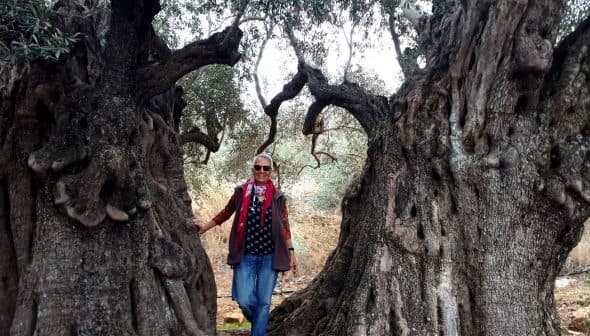 Individual standing between two large, gnarled olive trees in a natural setting. - Olive Oil Times
