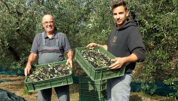 Two men holding green crates filled with freshly harvested olives in an olive grove. - Olive Oil Times