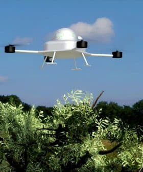 A drone hovering above an olive tree in a grassy field under a clear sky. - Olive Oil Times