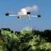 A drone hovering above an olive tree in a grassy field under a clear sky. - Olive Oil Times