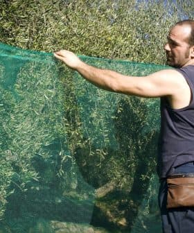Man adjusting a green net used for collecting olives during the harvest season. - Olive Oil Times