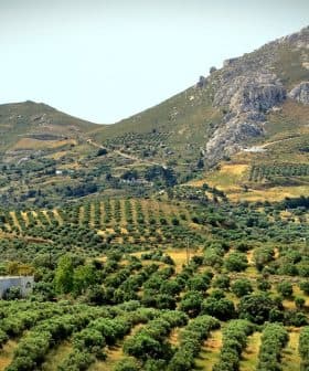 Expansive olive grove landscape with rolling hills and rocky mountains in the background. - Olive Oil Times