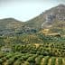 Expansive olive grove landscape with rolling hills and rocky mountains in the background. - Olive Oil Times