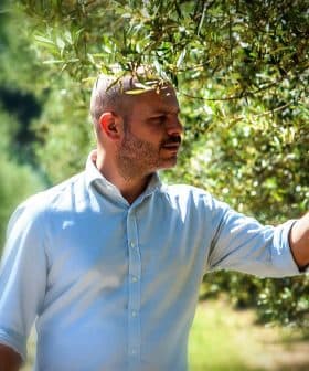 Man in a light shirt examining an olive tree branch in a natural setting. - Olive Oil Times