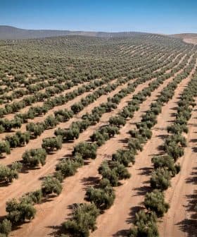 Aerial view of a large olive tree orchard with neatly arranged rows of olive trees. - Olive Oil Times
