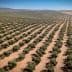Aerial view of a large olive tree orchard with neatly arranged rows of olive trees. - Olive Oil Times