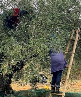 Individuals harvesting olives from a tree using a ladder and nets for collection. - Olive Oil Times