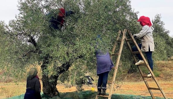 Individuals harvesting olives from a tree using a ladder and nets for collection. - Olive Oil Times