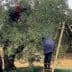 Individuals harvesting olives from a tree using a ladder and nets for collection. - Olive Oil Times