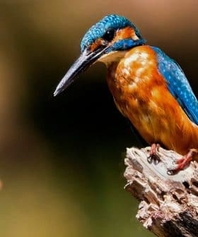 A kingfisher bird with bright blue and orange plumage perched on a wooden branch. - Olive Oil Times