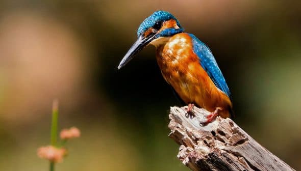 A kingfisher bird with bright blue and orange plumage perched on a wooden branch. - Olive Oil Times