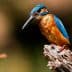 A kingfisher bird with bright blue and orange plumage perched on a wooden branch. - Olive Oil Times