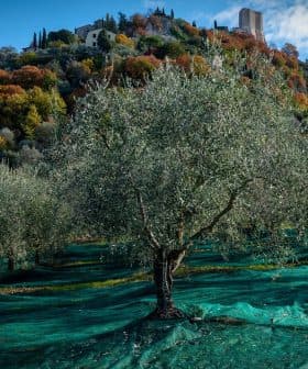 Olive trees with green netting spread across the ground in an olive grove. - Olive Oil Times
