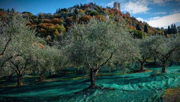 Olive trees with green netting spread across the ground in an olive grove. - Olive Oil Times