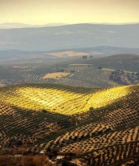 Expansive olive grove landscape with rolling hills and rows of olive trees under soft sunlight. - Olive Oil Times