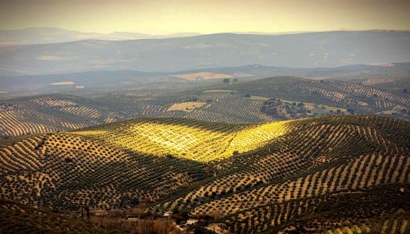 Expansive olive grove landscape with rolling hills and rows of olive trees under soft sunlight. - Olive Oil Times