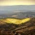 Expansive olive grove landscape with rolling hills and rows of olive trees under soft sunlight. - Olive Oil Times