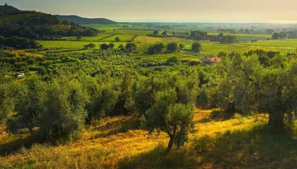 A scenic view of an olive grove and vineyard landscape under a clear sky during sunset. - Olive Oil Times