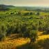 A scenic view of an olive grove and vineyard landscape under a clear sky during sunset. - Olive Oil Times