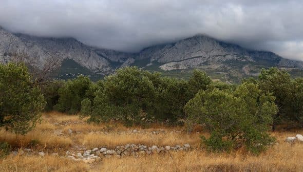 Paysage de montagne avec des arbres au premier plan et des nuages ​​recouvrant les sommets à l'arrière-plan. - Olive Oil Times