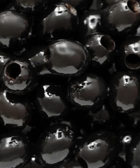 Close-up image of shiny black olives with visible holes. - Olive Oil Times