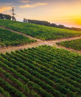 Aerial view of a vineyard with rows of grapevines under a sunset sky. - Olive Oil Times