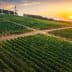 Aerial view of a vineyard with rows of grapevines under a sunset sky. - Olive Oil Times