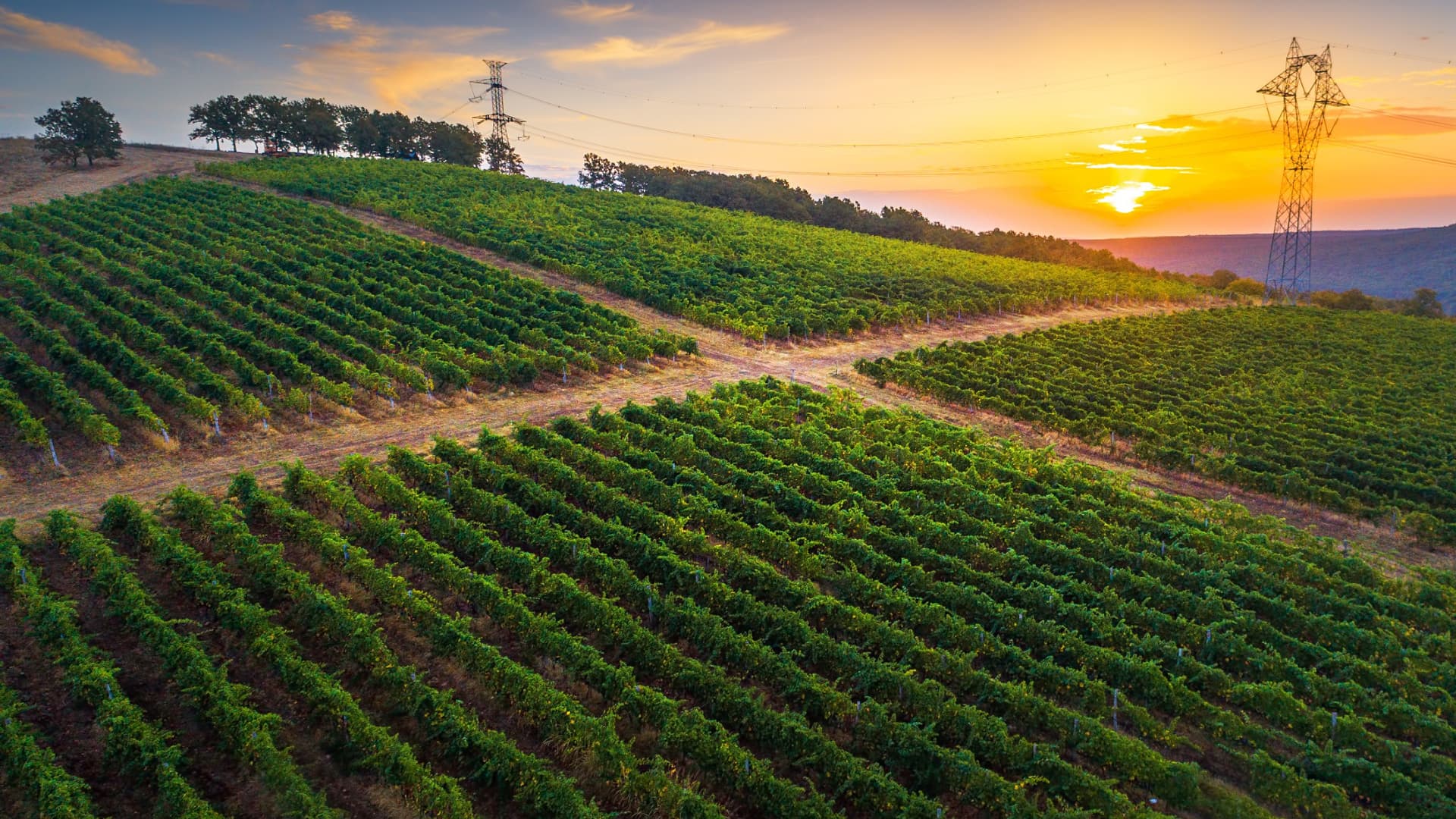Aerial view of a vineyard with rows of grapevines under a sunset sky. - Olive Oil Times