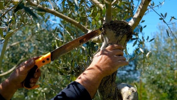 A person using a hand saw to prune an olive tree branch in a garden setting. - Olive Oil Times