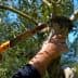 A person using a hand saw to prune an olive tree branch in a garden setting. - Olive Oil Times