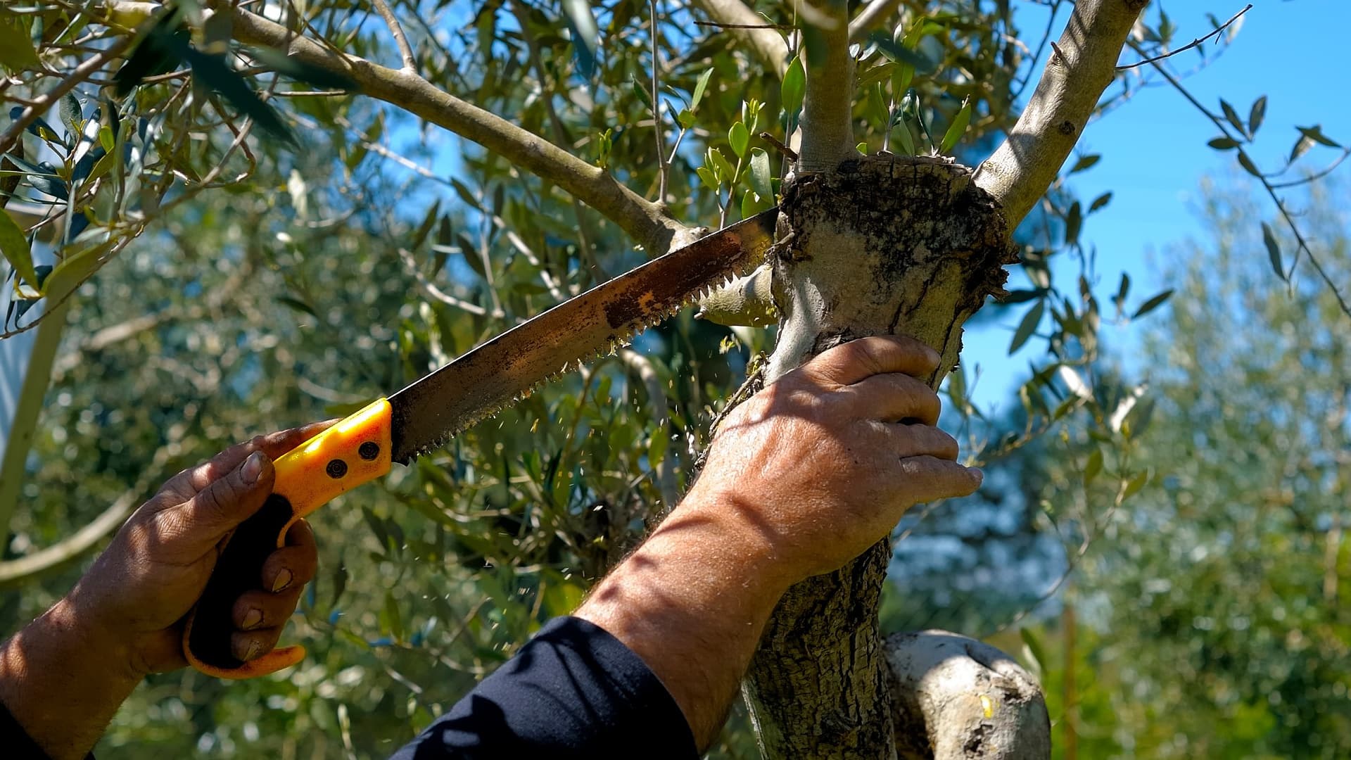 A person using a hand saw to prune an olive tree branch in a garden setting. - Olive Oil Times