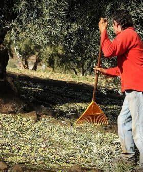 A man in a red shirt raking olives from the ground in an olive grove. - Olive Oil Times