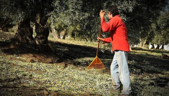 A man in a red shirt raking olives from the ground in an olive grove. - Olive Oil Times