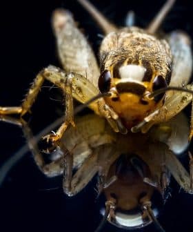 Close-up view of a cricket insect with detailed features and reflection on a dark surface. - Olive Oil Times