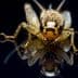 Close-up view of a cricket insect with detailed features and reflection on a dark surface. - Olive Oil Times
