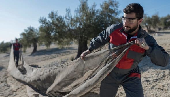 Two workers pulling a large net for olive harvesting in an olive grove. - Olive Oil Times