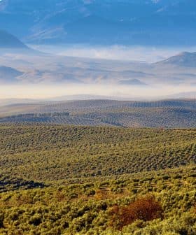 Expansive view of olive groves with rolling hills and distant mountains under a clear sky. - Olive Oil Times