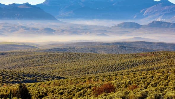Expansive view of olive groves with rolling hills and distant mountains under a clear sky. - Olive Oil Times