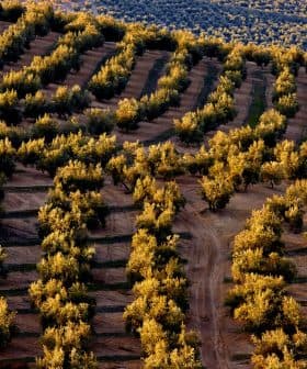 Aerial view of olive trees arranged in rows on a hillside with golden foliage. - Olive Oil Times