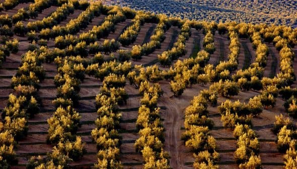 Aerial view of olive trees arranged in rows on a hillside with golden foliage. - Olive Oil Times