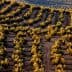 Aerial view of olive trees arranged in rows on a hillside with golden foliage. - Olive Oil Times