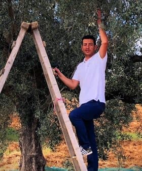 Man standing on a wooden ladder reaching for olives on an olive tree. - Olive Oil Times