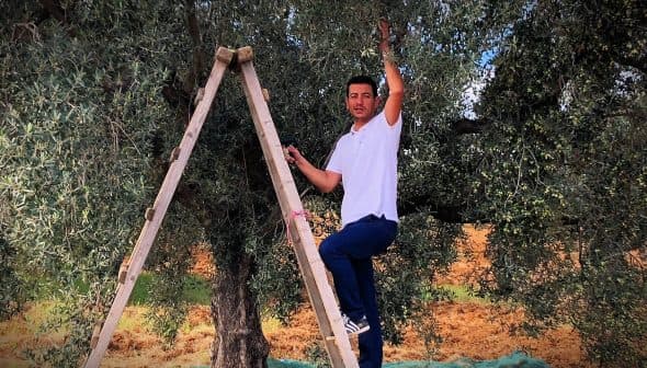 Man standing on a wooden ladder reaching for olives on an olive tree. - Olive Oil Times