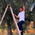 Man standing on a wooden ladder reaching for olives on an olive tree. - Olive Oil Times