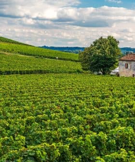 Vast vineyard fields with green grapevines and a stone house in the background under a cloudy sky. - Olive Oil Times