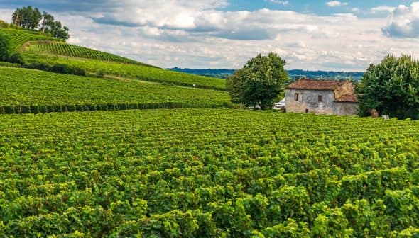 Vast vineyard fields with green grapevines and a stone house in the background under a cloudy sky. - Olive Oil Times