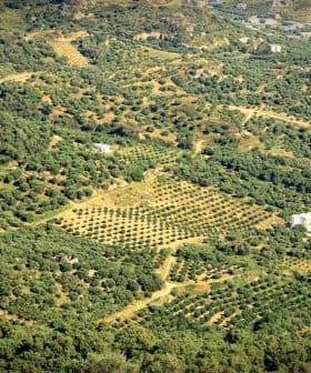 Aerial view of a vast olive grove with neatly arranged trees in rows. - Olive Oil Times